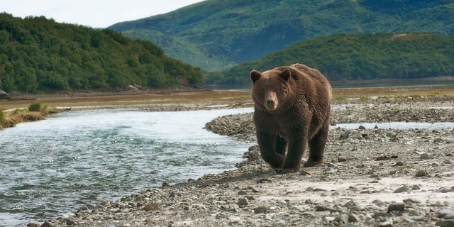 File photo of a brown bear hunting for salmon in Alaska.  