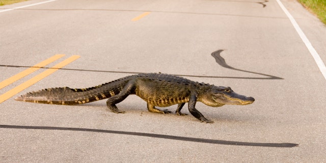 A large alligator crosses a Florida highway. In Florida, the law reportedly states that people, unless licensed to do so, cannot feed alligators or crocodiles.