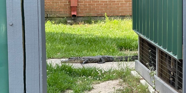 The alligator was safely released back into the wild by the Louisiana Department of Wildlife and Fisheries.
