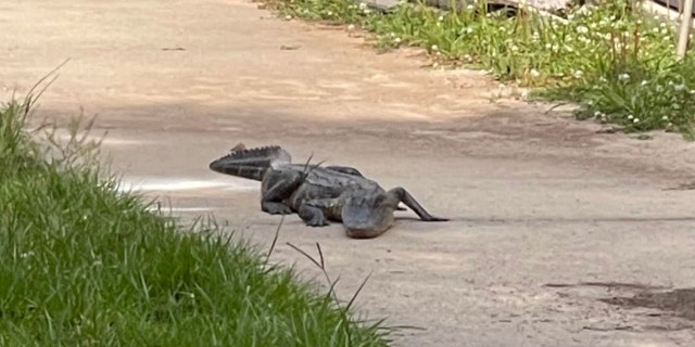 The department said the gator disrupted the students' first-hour exams around 10 a.m.