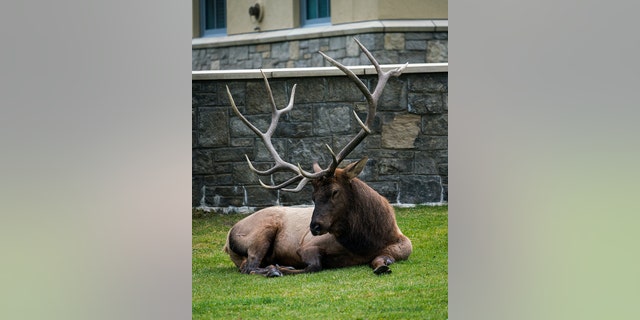 Bull elk in WY