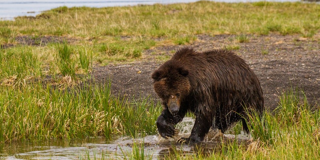 A grizzly bear fishes in a creek at Yellowstone National Park.