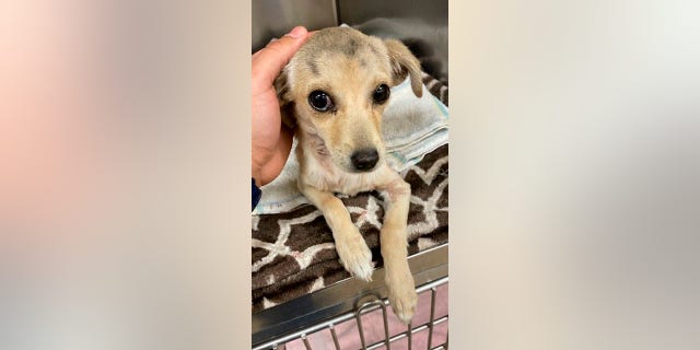 In this photo, a chihuahua that was shot through the neck with an arrow in Thousand Palms, Calif., on Monday, May 23, 2022, is shown as she's comforted after veterinarians removed the projectile. The chihuahua was expected to survive. (Riverside County Animal Services via AP)