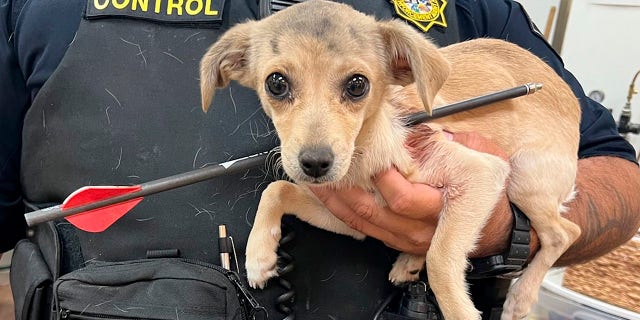 In this photo provided by Riverside County Animal Services, an animal control officer holds a chihuahua that was shot through the neck with an arrow in Thousand Palms, Calif., on Monday, May 23, 2022. (Riverside County Animal Services via AP)