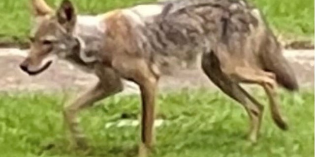 Brett Johnson, an urban biologist with Dallas Parks and Recreation, told FOX4 Dallas-Forth Worth that the coyote wanted in the attack, pictured above, appears to have a case of mange and looks emaciated.