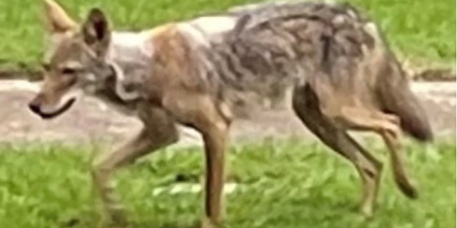 Brett Johnson, an urban biologist with Dallas Parks and Recreation, told FOX4 Dallas-Forth Worth that the coyote wanted in the attack, pictured above, appears to have a case of mange and looks emaciated.