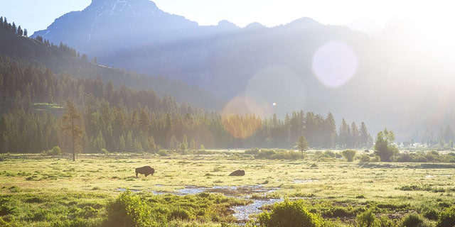 Bison spotted during sunrise in Lamar Valley at Yellowstone National Park. (Jackson Hole EcoTour Adventures/@Joshmettenphoto)