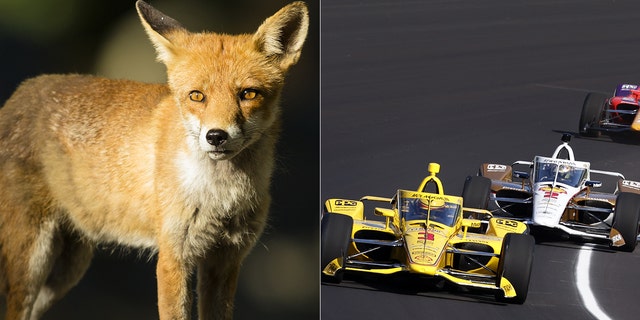 The first 2022 Indy 500 practice session was yellow-flagged for a fox on the track.