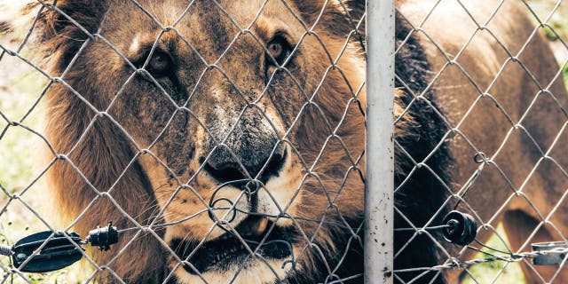 A male African lion at the Jamaica Zoo (not pictured) bit a man who stuck his fingers through the animal's chain link fence enclosure. Video of the unfortunate incident has circulated online.