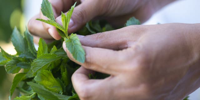 Torabangun is a herb that's commonly used by nursing mothers in Indonesia. The mint species is rich in vitamins and minerals and has been found to grow mammary gland cells in lactating mothers.