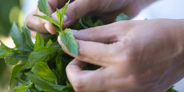 Torabangun is a herb that's commonly used by nursing mothers in Indonesia. The mint species is rich in vitamins and minerals and has been found to grow mammary gland cells in lactating mothers.