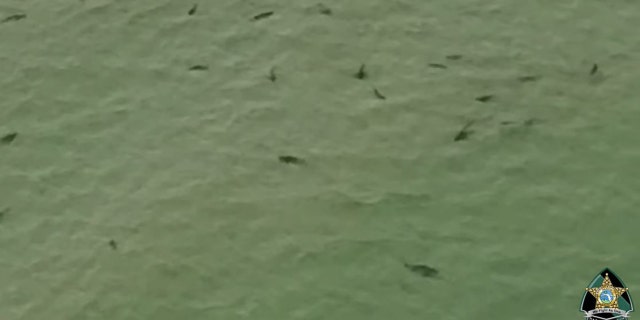Local news outlets reported the sharks seen in the sheriff's video were likely blacktip sharks.