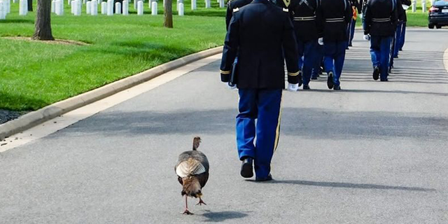 A wild turkey following a funeral procession at Arlington National Cemetery in Arlington, Virginia.