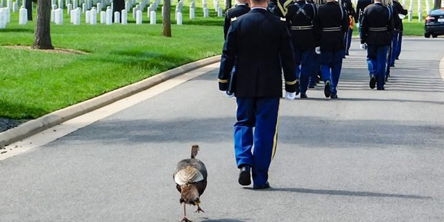 A wild turkey following a funeral procession at Arlington National Cemetery in Arlington, Virginia.