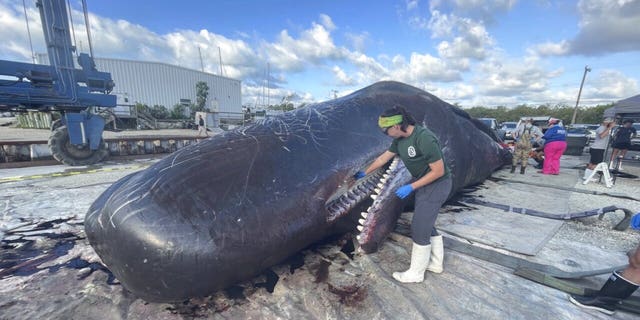 A beached sperm whale Wednesday, May 11, 2022, in the Florida Keys.