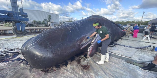 A beached sperm whale Wednesday, May 11, 2022, in the Florida Keys.