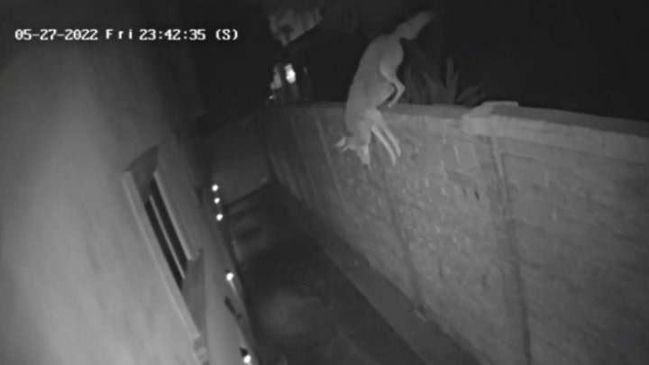 Coyote sneaks into Los Angeles home through dog door