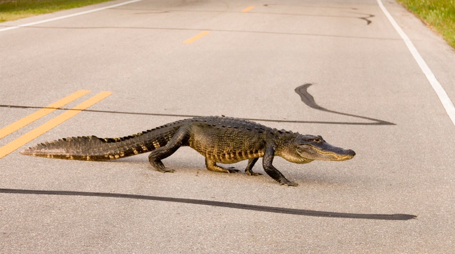 Police officers wrangle 6-foot alligator near South Carolina school | Fox  News