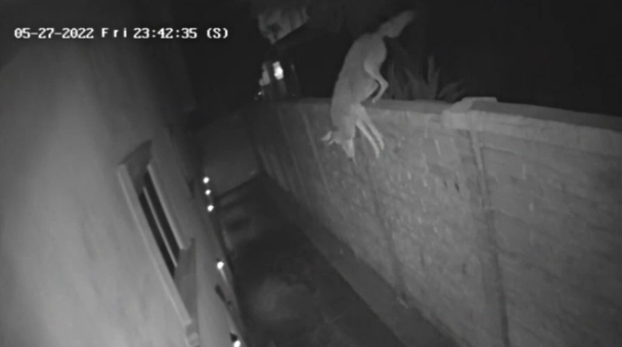 Coyote sneaks into Los Angeles home through dog door