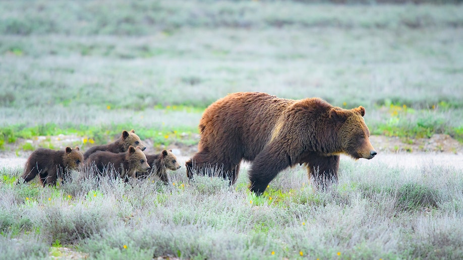 Rocky Mountain West wildlife: How to safely see bear, moose, bison and ...