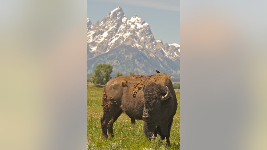Bird sits on bison in WY