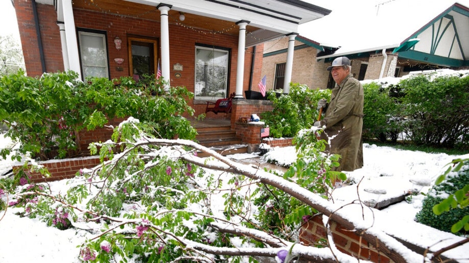 Colorado tree fall snow