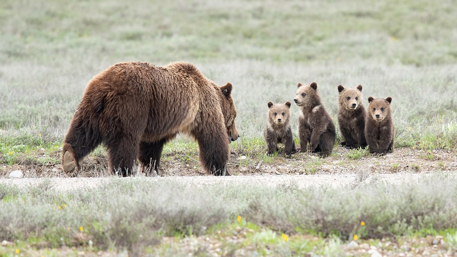 Grizzly bear 399 and cubs