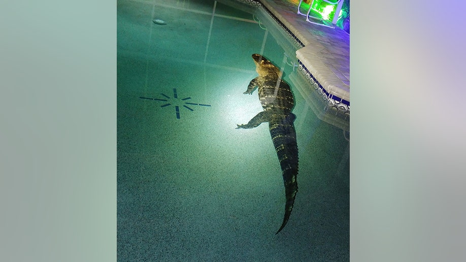 Florida alligator swimming pool