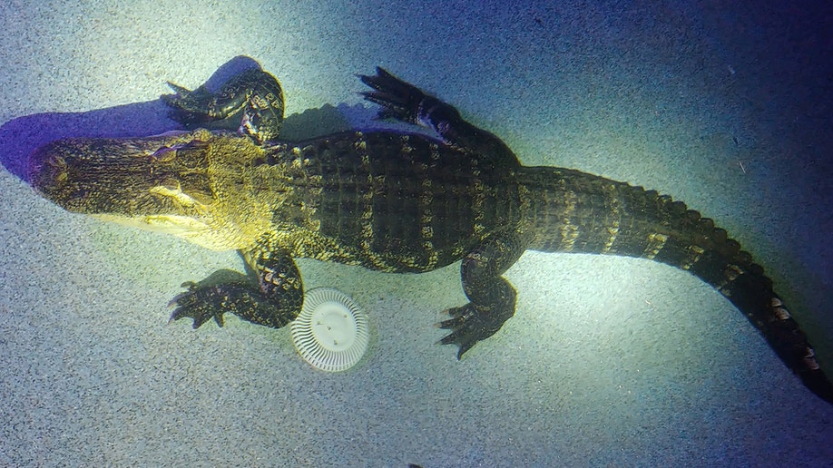 Florida alligator swimming pool