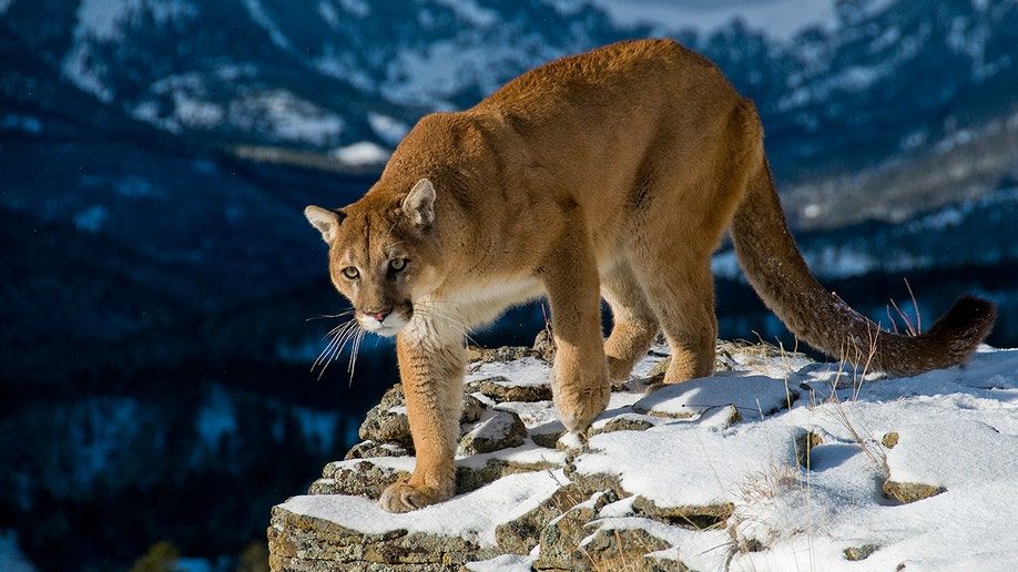 Mountain lion in montana
