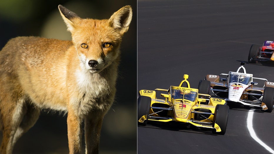 Fox runs on track during Indy 500 practice and narrowly misses 225 mph cars