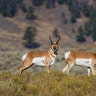 pronghorn antelope in yellowstone