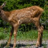 elk calf yellowstone
