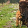 cow and calf bison yellowstone