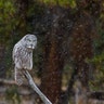 great gray owl yellowstone