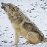 wolf howling yellowstone