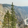 Yellowstone National Park landscape with Upper Falls of Yellowstone River in the distance.