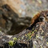 marmot in yellowstone