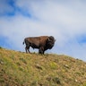 A bull bison stands atop a mountain in Yellowstone National Park. 