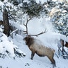 bull elk yellowstone national park