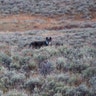 Wolf in yellowstone park