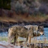 wolf in yellowstone