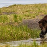 grizzly bear fishing yellowstone