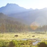 Bison spotted during sunrise in Lamar Valley at Yellowstone National Park. 