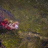 cutthroat trout wyoming