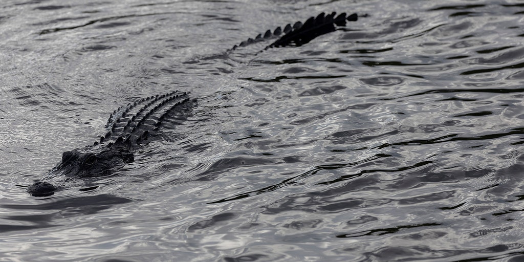 Florida man bitten by 7.5-foot alligator while snorkeling in water designated for swimming: 'Use caution' - Vimarsana News
