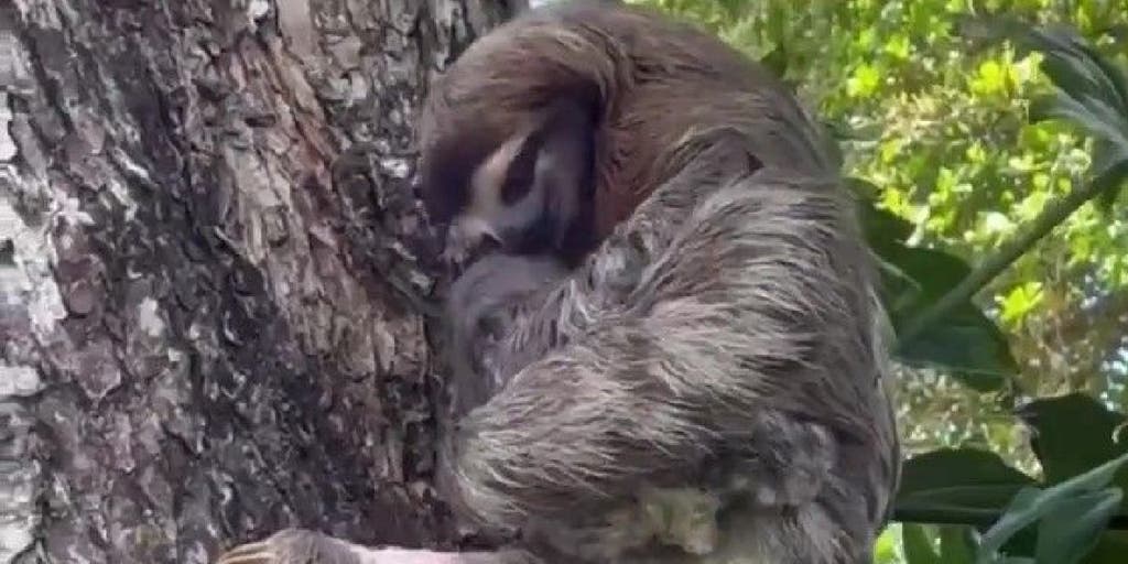Baby sloth reunited with mom after rescuers replay its cries