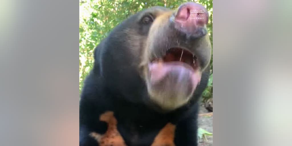 Zoo offers the public a peek at endangered sun bears rescued from illegal wildlife trade - Vimarsana News