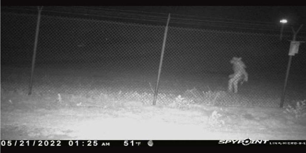 Unidentified object filmed outside Amarillo zoo, city officials ask for theories - Vimarsana News