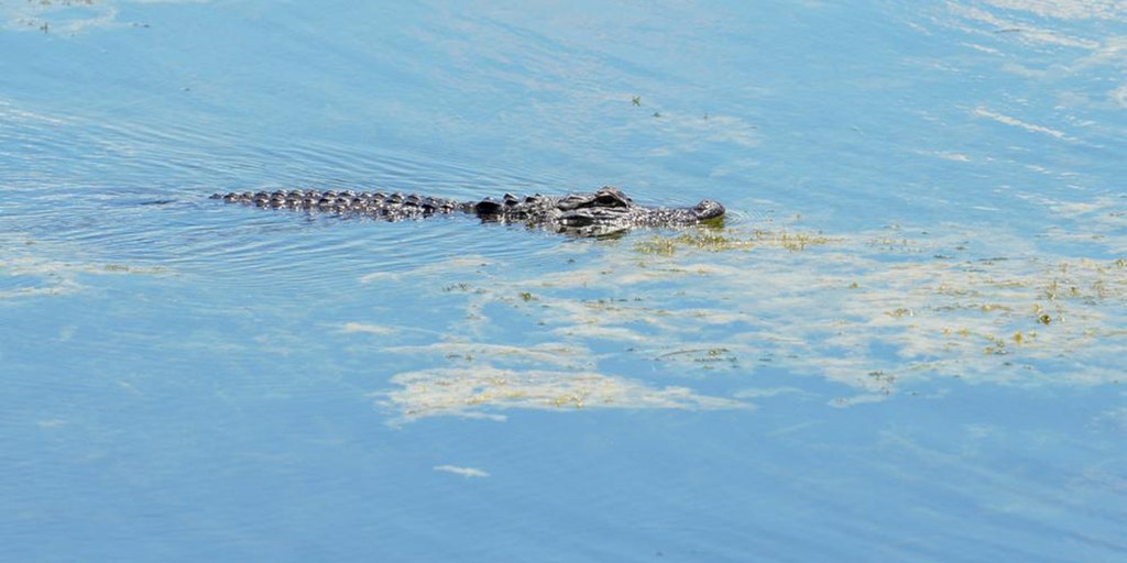 Florida man found dead in gator-ridden lake after searching for Frisbee - Vimarsana News